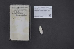 Naturalis Biodiversity Center - RMNH.MOL.217542 - Neocancilla antoniae (Adams, 1870) - Mitridae - Mollusc shell.jpeg