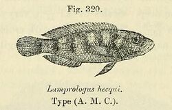 Neolamprologus hecqui.jpg