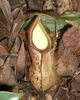 Nepenthes rhombicaulis1.jpg