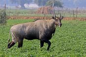 Nilgai (Boselaphus tragocamelus) male.jpg