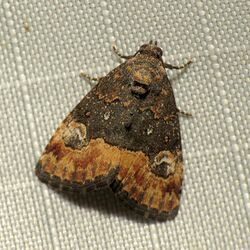 Noctuid Moth (23687733338).jpg