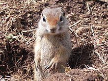 Northern Idaho Ground Squirrel Payette NF Bill Rautsaw (11825910005).jpg