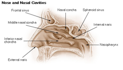 Nose and nasal cavities.png