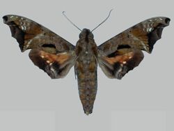 Nyceryx lunaris BMNHE273061 male up.jpg