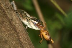 Painted lip lizard with an insect prey at Kaludiya Pokuna.jpg