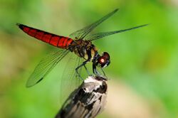 Pangkin - dragonfly (by).jpg