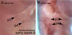 Parathyroid glands during embryogenesis.jpg
