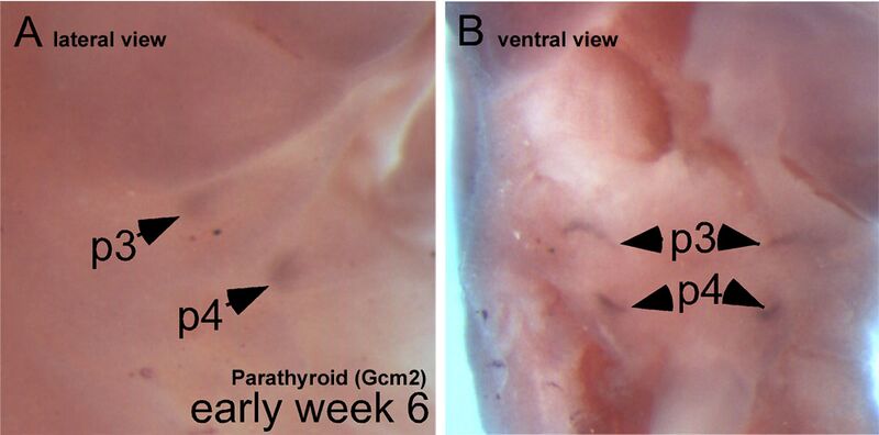 File:Parathyroid glands during embryogenesis.jpg