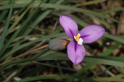 Patersonia occidentalis.jpg