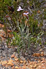 Patersonia spirifolia - 51706655960.jpg