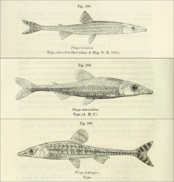 Phago loricatus intermedius boulengeri Boulenger 1909.png