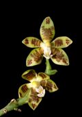 Phalaenopsis viridis Orchi 220312.jpg