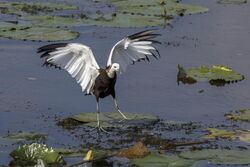 Pheasant-tailed jacana (Hydrophasianus chirurgus) landing.jpg