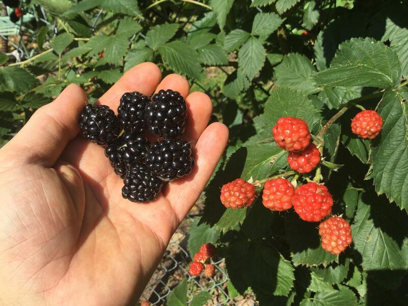 File:Picking blackberries in Oklahoma.jpg