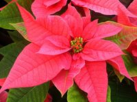 Pink and green pointsettia.jpg