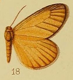 Pl.40-fig.18-Thermochrous stenocraspis Hampson, 1910.JPG