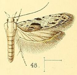 Pl.5-fig.48-Anarsia agricola Walsingham, 1891.jpg