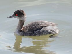 A bird in water, facing to the left. The bird has a brownish head, a whitish chin and upper throat, whitish flanks, and an overall brownish look.