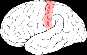 Postcentral gyrus.png