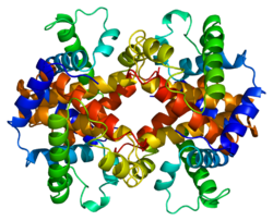 Protein HBE1 PDB 1a9w.png