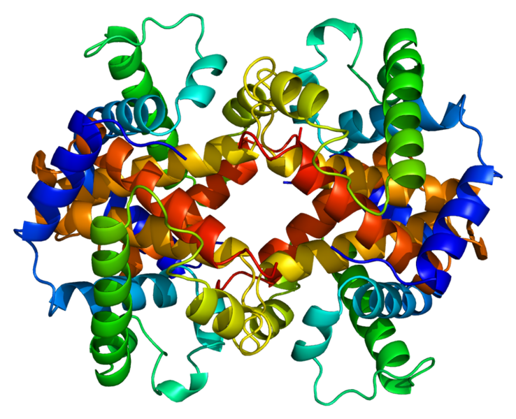 File:Protein HBE1 PDB 1a9w.png