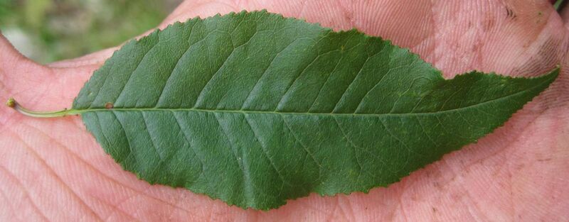 File:Prunus pensylvanica 5461506.jpg