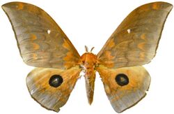 Pseudobunaea tyrrheana - Cameroon.jpg