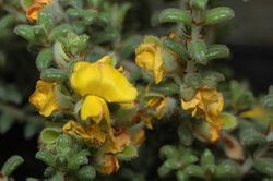 Pultenaea elachista.jpg