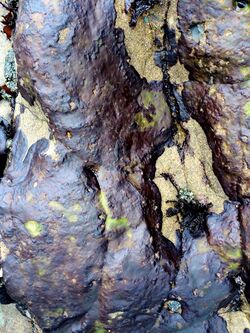 Ralfsia pacifica Moonstone, Cambria.jpg