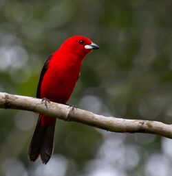 Ramphocelus bresilius -Sao Paulo Bagre, Cananeia, Sao Paulo, Brasil -male-8.jpg