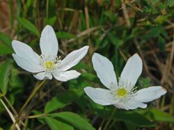 Ranuncolaceae - Anemone trifolia-1.JPG