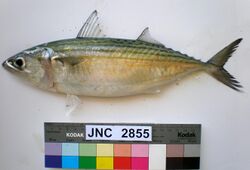 Rastrelliger kanagurta JNC2855 with colour chart.JPG