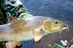 River Wye barbel.jpg