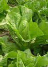 Romaine lettuce J2.jpg
