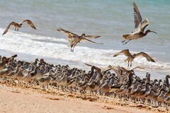 Flock of birds on a beach