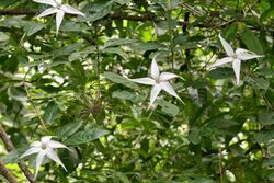 Rosenbergiodendron formosum (Rubiaceae) (50028966661).jpg