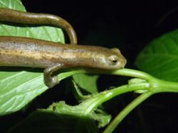 Salamandra de Mombacho (Bolitoglossa mombachoensis) (11457871254).jpg