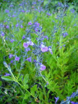 Salvia × coahuilensis.jpg