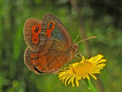 Satyrinae - Erebia aethiops-001.JPG