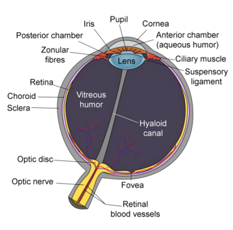 Schematic diagram of the human eye en-edit.png