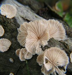 Schizophyllum commune - Nature does pleats.jpg