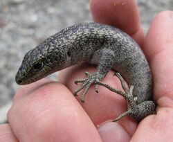 Scree skink of New Zealand (cropped).jpg