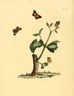 Sepp-Surinaamsche vlinders - pl 029 plate Cariomothis erythromelas.jpg