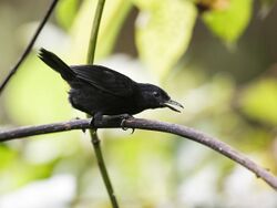 Sipia berlepschi - Stub-tailed Antbird - male (cropped).jpg