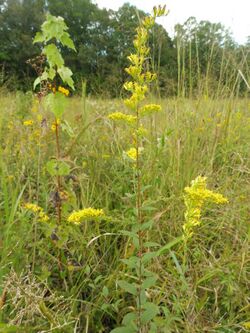 Solidago rugosa var aspera.jpg