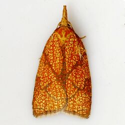 Sparganothis reticulatana.jpg
