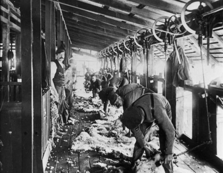 File:StateLibQld 1 67991 Shearing at the woolshed at Jimbour Station, ca. 1895.jpg