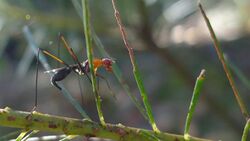 Stilt Fly (6922381238).jpg