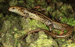 Swamp Skink (Lissolepis coventryi) (9253713914).jpg