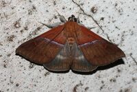 Sympis rufibasis (Noctuidae Catocalinae).jpg